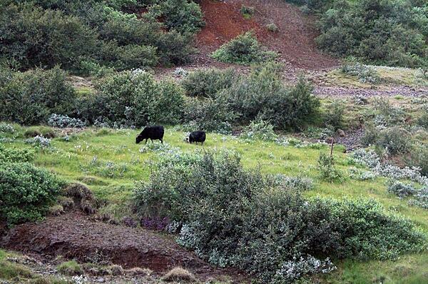 Hardy Icelandic sheep exhibit a variety of wool colors: white, grays, browns, black, and spotted.