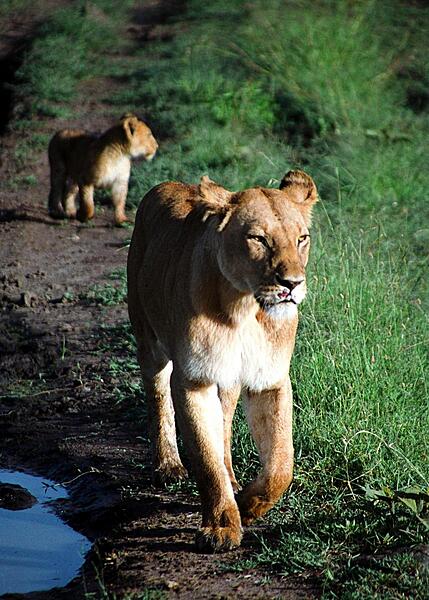 Although all of the "Big Five" (lion, elephant, buffalo, rhinoceros, and leopard) may be seen in the Masai Mara National Reserve, it probably is most famous for its lions. In this photo, a mother and her playful and easily distracted cub walk directly toward a stationary safari vehicle.