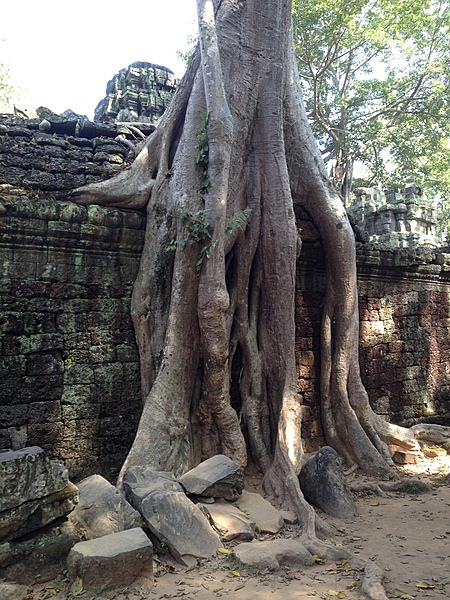 Tree roots drape over a wall at Ta Prohm, the modern name for the late 12th and early 13th century temple in Siem Reap. Located approximately 1 km east of Angkor Thom, Ta Prohm was founded by the Khmer King Jayavarman VII as a Buddhist monastery and university. Unlike most Angkorian temples, Ta Prohm remains in much the same condition as when it was found. The photogenic and atmospheric combination of trees growing out of the ruins and the jungle surroundings have made it one of Angkor's most popular temples with visitors. UNESCO inscribed Ta Prohm on its World Heritage List in 1992. Today, it is one of the most visited complexes in Cambodia’s Angkor region.