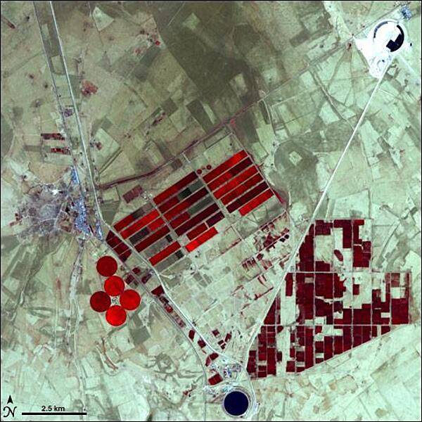 In the 1950s, oil exploration in Libya revealed that the country also had huge aquifers lurking underneath its scorching sands. Libyans weighed the costs of bringing water up from the aquifers against transporting water from Europe or the desalination of salt water, and chose the aquifers as the most cost-effective option. This false-color satellite image shows part of Libya's massive water project, known as the Grand Omar Mukhtar, near the city of Suluq. Libyans plan to make the Grand Omar Mukhtar the country's largest man-made reservoir. Water residing in reservoirs appears twice in this image, in the upper right and at the bottom. In both cases, the water appears dark blue. In this image, vegetation appears red, and the brighter the red, the more robust the vegetation. In this arid place, the vegetation results from irrigated agriculture, so the areas of red appear in the crisp geometric shapes of carefully planned fields. The circular spots of red are the result of result of center-pivot irrigation. Image courtesy of NASA.