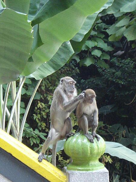 Cynomolgus monkeys (also called Crab-eating macaques) before the Batu Caves. These animals are native to Southeast Asia.