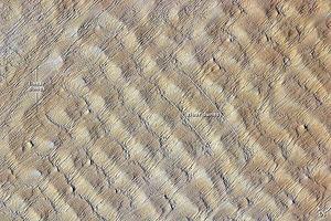 This detailed astronaut photograph highlights sand dunes in the Fachi-Bilma erg (sand sea) in the central-eastern part of the Tenere Desert. The Tenere occupies much of southeastern Niger and is considered to be part of the larger Sahara Desert, which stretches across northern Africa. Much of the Sahara is comprised of ergs; with an area of approximately 150,000 sq km (57,915 sq mi), the Fachi-Bilma is one of the larger sand seas.

Two major types of dunes are visible in the image. Large, roughly north-south oriented transverse dunes - known as zibar dunes - fill the image frame. This type of dune tends to form at roughly right angles to the dominant, northeasterly winds. The dune crests are marked in this image by darker, steeper sand accumulations that cast shadows. The lighter-toned zones between are lower, interdune "flats." The large dunes appear to be highly symmetrical with regard to their crests, which are composed of coarser sediments. A second set of thin linear dunes oriented at roughly right angles to the zibar dunes are formed from finer grains in the same wind field as the larger zibars. Image courtesy of NASA.