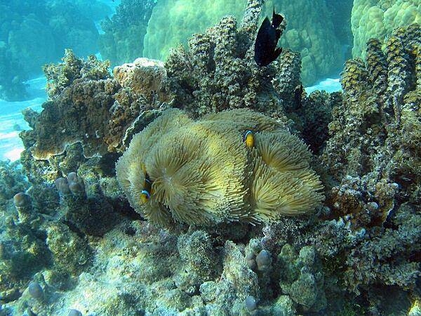 Bora Bora's underwater life is plentiful and beautiful.