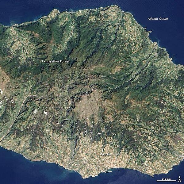 Located in the Atlantic Ocean about 700 km off the coast of North Africa, Madeira Island is the top of a giant shield volcano that rises 6 km from the ocean floor to reach an altitude of 1,862 m above sea level. When Portuguese explorers arrived there in the early 1400s, they were so impressed with the thick forest covering the steep, mountainous island that they called it Ilhe de Madeira, Island of Wood.

The forest of Madeira is known as Laurissilva, a forest that is similar to high-altitude tropical rain forests ("cloud forests"). Laurissilva is a relic of the forest that once thrived across southern Europe and North Africa, but which disappeared as the last ice age ended and the regional climate became hotter and drier. Madeira's mild, subtropical climate and isolation preserved the laurel forest as it became extinct elsewhere.

The surviving Laurissilva is both a natural reserve and a World Heritage Site. The remaining forest covers about 15,000 ha, making it the largest Laurissilva forest in the world. About 90% of the forest is believed to be old growth, primary forest, according to the UN. The Laurissilva includes a wide diversity of flora, including a number of rare ferns and flowering plants. Image courtesy of NASA.