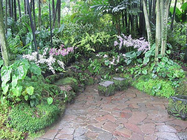 Orchids in the National Orchid Garden in Singapore. The Garden is inside the 74-hectare (183-acre) Singapore Botanic Gardens founded in 1859. It has over 20,000 orchid plants on display on 3 hectares (7.4 acres).