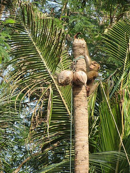 Monkey retrieving coconuts on Ko Samui, an island in the Gulf of Thailand off the East Coast of the Kra Isthmus. Ko Samui is Thailand's third largest island with a population of 62,000; it attracts 1.5 million visitors annually, who are drawn to its pleasant climate and sandy beaches.