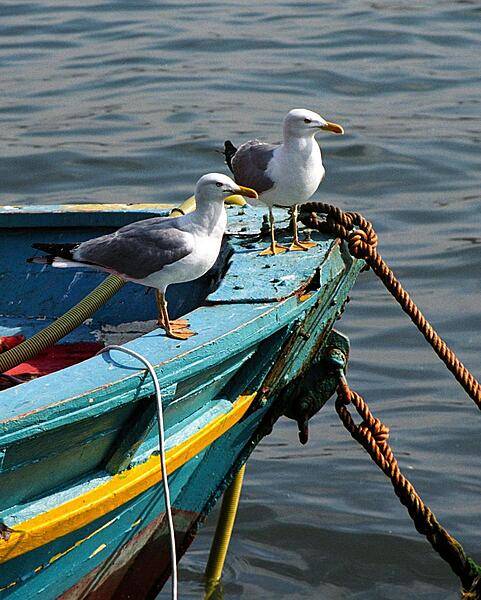 Seagulls come to rest on one of the colorful fishing boats anchored on the shore of the Bosporus Strait in the heart of historic Istanbul.