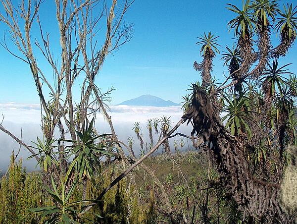 Flora around Macheme Camp, Mt. Kilimanjaro.