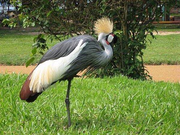 The African Grey Crowned Crane, Uganda's national bird (Uganda Wildlife Education Center (zoo) near Kampala).
