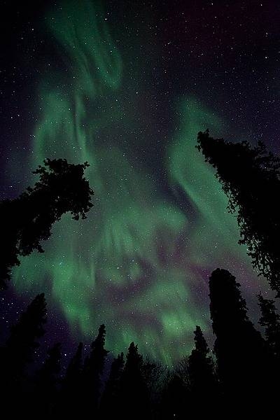 A particularly vivid auroral display in Denali National Park and Preserve, Alaska almost makes the trees appear to be aflame. Photo courtesy of the US National Park Service.