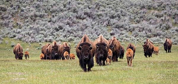 A nursery group of bison cows and calves makes its way through Lamar Valley in Yellowstone National Park. Due to high rates of survival and reproduction, the bison population increases by 10 to 17% every year: ten times faster than the human population grows worldwide. Image courtesy of the US National Park Service/Neal Herbert.