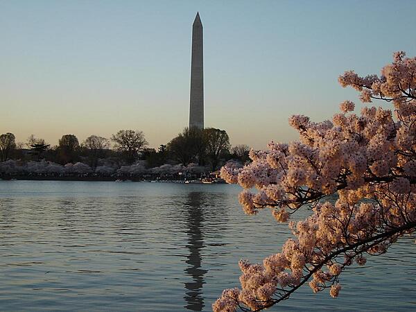 Cherry blossoms along the Tidal Basin in Washington, DC; the Washington Monument looms in the background.