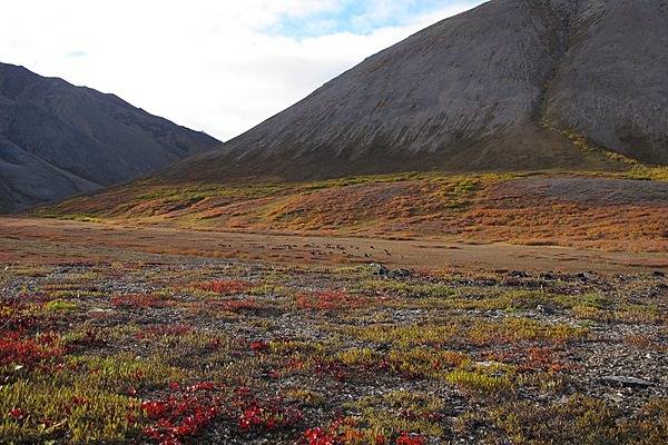 Distant caribou in Noatak National Preserve, Alaska migrate south through the DeLong Mountains in small groups. Photo courtesy of the US National Park Service.