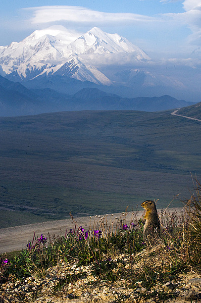 A ground squirrel checks its surroundings in Denali National Park and Preserve, Alaska; Denali looms in the background. Photo courtesy of the US National Park Service.