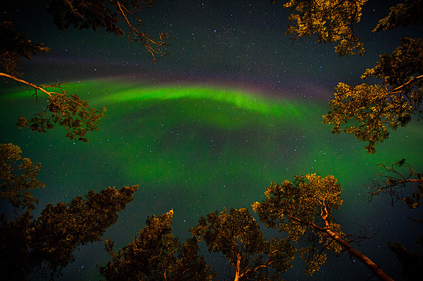 Early fall aurora framed by aspen trees. Summer skies are too bright to see aurora, but by the end of August, the sun goes far enough below the horizon to allow the northern lights to be seen in Denali National Park and Preserve, Alaska. Photo courtesy of the US National Park Service/ Kent Miller.