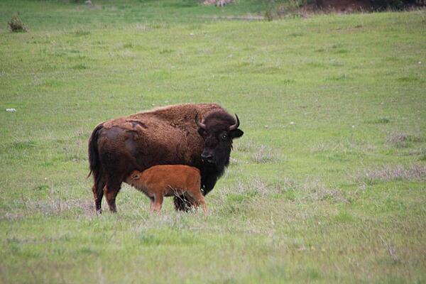 A bison and her calf on a farm near Post Falls, Idaho.