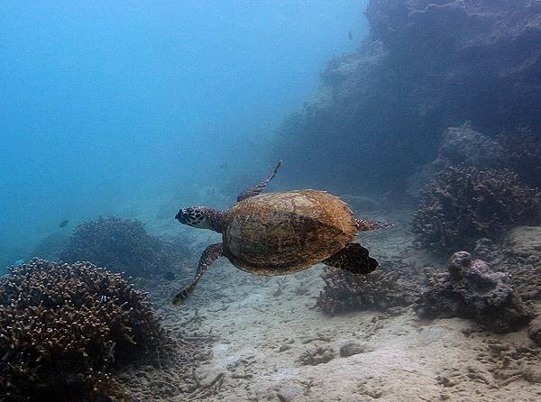 A green sea turtle (Samoan name laumei) at the National Park of American Samoa. Photo courtesy of the US National Park Service.