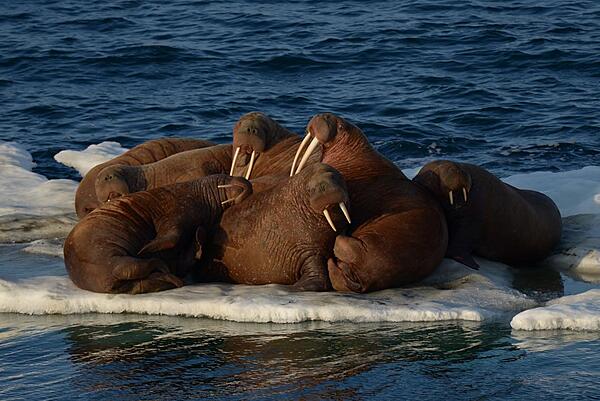 Walruses at rest on an ice floe in the Chukchi Sea, Alaska. Photo courtesy of the USGS.