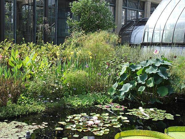 Aquatic flora outside one of the conservatories at Longwood Gardens, Kennett Square, Pennsylvania. The Gardens are one of the premier botanical gardens in the United States.