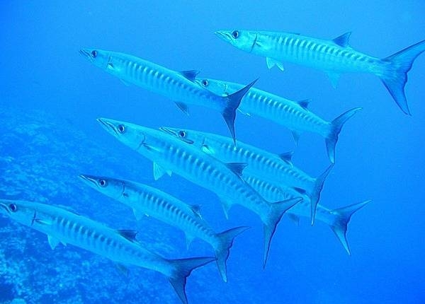 Giant barracuda at the National Park of American Samoa. Photo courtesy of the US National Park Service.