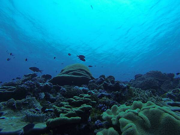 Healthy coral reef system at Kingman Reef National Wildlife Refuge. Image courtesy of USFWS/Susan White.