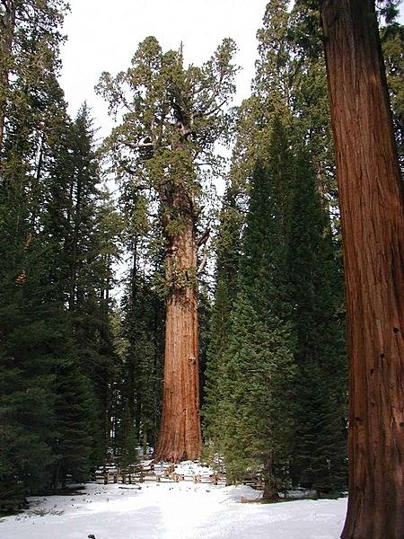 Sequoia National Park in California is notable for its giant sequoia trees, including the General Sherman, the largest tree and the largest organism on earth. The General Sherman tree, shown here in the winter, grows in the Giant Forest, which contains five of the ten largest trees in the world. Photo courtesy of the US National Park Service.