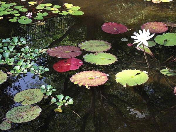 Lily pond at the Gibraltar Gardens in Wilmington, Delaware.