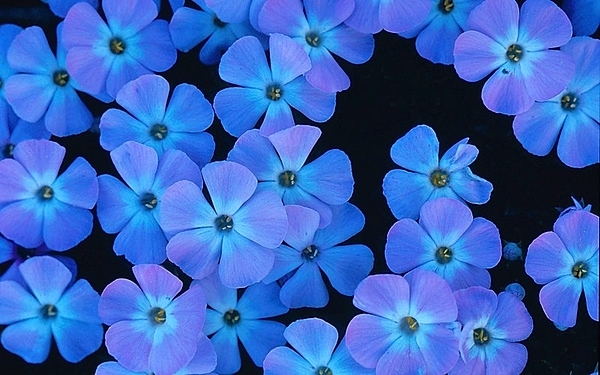 Spreading phlox at Olympic National Park, Washington state. Photo courtesy of the National Park Service/Shawn Shletren.