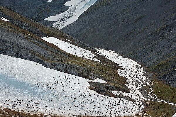 Caribou migration in Noatak National Preserve, Alaska. Some 300,000 caribou reside in the preserve. Every spring and fall, these animals pass through the preserve on the 1,000 km (600 mi) trek between their summer and winter grounds. Noatak National Preserve helps protect this millennia-old journey that is vital to both the caribou and the people who live along their path. Photo courtesy of the US National Park Service.