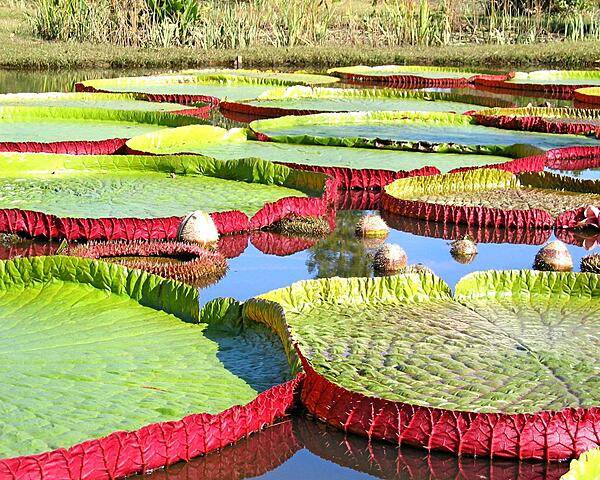 At the Kenilworth Aquatic Gardens in Washington, DC.