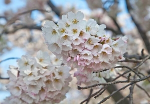 Close up of cherry blossoms along the Tidal Basin. Photo courtesy of the National Park Service.