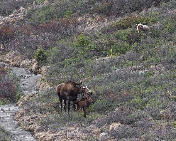 A grizzly bear peeks out of the brush at a mother moose and her two young calves near the  Savage River in Denali National Park and Preserve, Alaska. Photo courtesy of the US National Park Service/ Ken Conger.