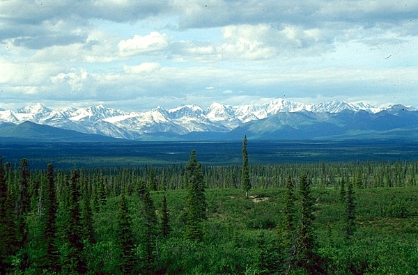 White spruce taiga in the Alaska Range, Alaska. Image courtesy of NOAA/ L.B. Brubaker.