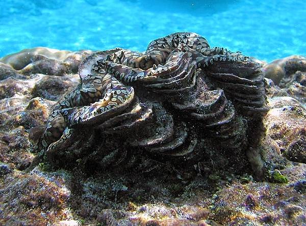 A giant clam (Samoan name faisua) at the National Park of American Samoa. Photo courtesy of the US National Park Service.