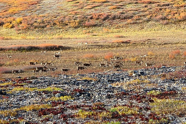 Caribou on the move across the tundra in Noatak National Preserve, Alaska. There are more animals in this view than one might first think, caribou blend into their surroundings very well.  Photo courtesy of the US National Park Service.
