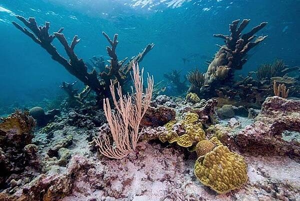 Corals and fish at Buck Island Reef National Monument. Photo courtesy of the US National Park Service/Susanna Pershern.