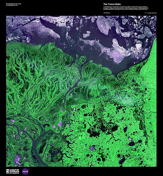An intricate maze of small lakes and waterways define the Yukon Delta at the confluence of Alaska's Yukon and Kuskokwim Rivers with the frigid Bering Sea, shown in this false-color image. Wildlife abounds on the delta and offshore where sheets of sea ice form during the coldest months of the year. Image courtesy of USGS.