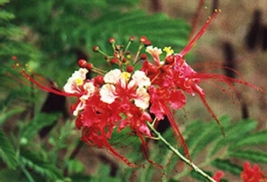 Flame tree blossom at the American Memorial Park at Garapan. Photo courtesy of the US National Park Service.