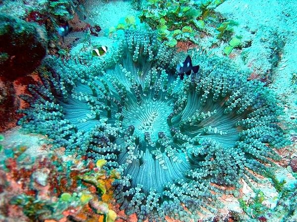 A beaded sea anemone at the National Park of American Samoa. Photo courtesy of the US National Park Service.