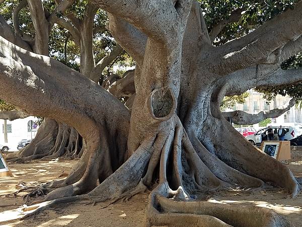 Huge Ficus Centenario tree in Cadiz. The city is among the oldest settlements in Spain, founded by the Phoenicians about 1100 B.C.  It was a major port for trade with the Americas.
