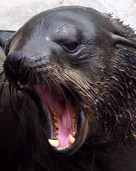 The patience of this fur seal was tested severely as the photographer got a little too close for comfort. The seal had been relaxing on a dock in the harbor of Cape Town.