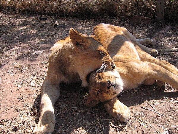 Frolicking lions in a reserve in Harare.
